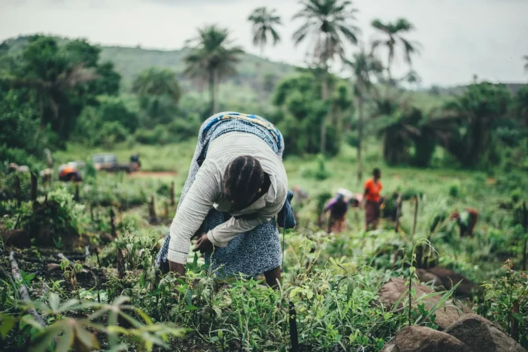 A farmer tending crops in a field in Sierra Leone